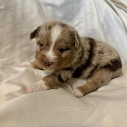 Chipotle - Red merle female Toy Australian Shepherd puppy in Medical Lake, Washington from MAS Gone Rogue