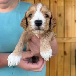 Uriel - Red and white male Cockapoo puppy in Holton, Indiana from MoonShine Babies