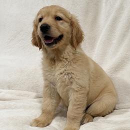 Jasmine - Light golden female Golden Retriever puppy in Rancho Cucamonga, California from PureGolden4ever
