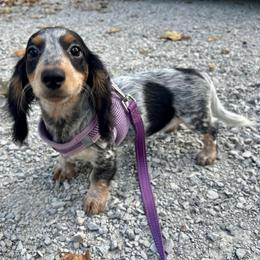 Annie - Piebald female Dachshund puppy in Mountain Home, Arkansas from The Teacup Homestead Miniature Dachshunds