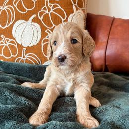 Salem - Red female Bernedoodle puppy in High Point, North Carolina from Kingsfield Doodles