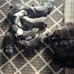 Landseer Female 1 - White and black female Newfoundland puppy in Burfordville, Missouri from Umfleet Farms
