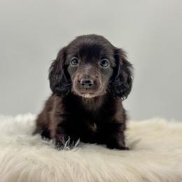 Truffle - Black female Dachshund puppy in Litchfield, Illinois from Charmm Dachshunds