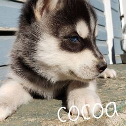 Siberian Husky Puppies from Little Handsome Siberians