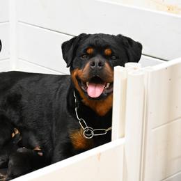 Girl 1 - Black and mahogany female Rottweiler puppy in Kittanning, Pennsylvania from Steel City's Von Der Preis Rottweilers