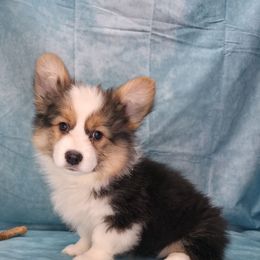 Nina - Black and tan female Pembroke Welsh Corgi puppy in Charleroi, Pennsylvania from Twilight Hollow Corgis