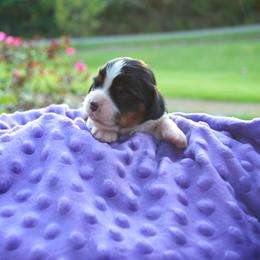 Cavalier King Charles Spaniel Puppies from Freeman's Royal Cavaliers