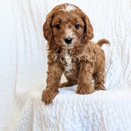 Bernedoodle and Cavapoo Puppies from Wag'in Tails