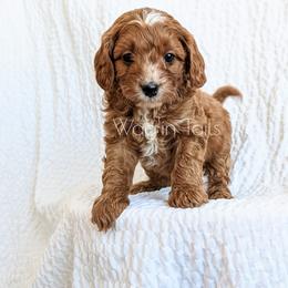 Bernedoodle and Cavapoo Puppies from Wag'in Tails