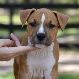 Boy 3 - Red male American Staffordshire Terrier puppy in St. Augustine, Florida from LBK & Ancient City