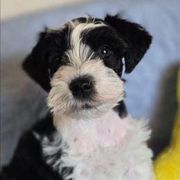 Mr Forklift - Parti male Miniature Schnauzer puppy in Shoshone, Idaho from Debra Kruse's Miniature Schnauzers