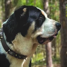 Legend - Central Asian Shepherd Dog