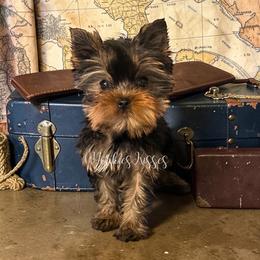 Ann - Black and gold female Yorkshire Terrier puppy in Kendallville, Indiana from Yorkies Kisses