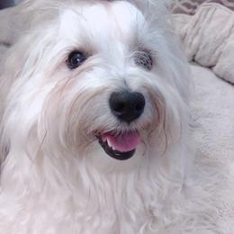 Havanese Puppies from A New Hope Havanese