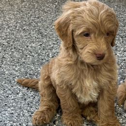 Hunter - Red  male Goldendoodle puppy in Ankeny, Iowa from Iowadoodles2love