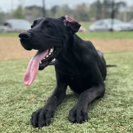 Great Danes from Sydney's Great Danes