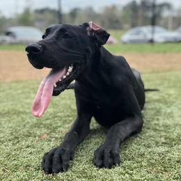 Great Danes from Sydney's Great Danes