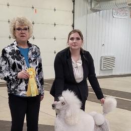 Poodle All Grown Up from Purley Poodles