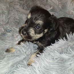 Bronson - Black and silver male Miniature Schnauzer puppy in Graham, Washington from Kristy's French Bulldogs & Mini Schnauzers