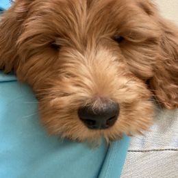 Labradoodle Puppies from Northwest Sporting Doodles