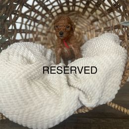 Goldendoodle Puppies from Life_on. Paws