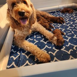Cindy - Goldendoodle