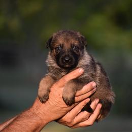 Black - Sable male German Shepherd puppy in Cherryville, North Carolina from Masky Kennel