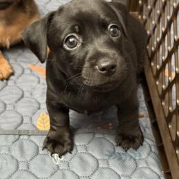 American Hunt Terrier Puppies from Paradise bay hunt terriers