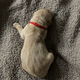 Boy 1 - Golden male Golden Retriever puppy in Dry Fork, Virginia from Sarah Johnson