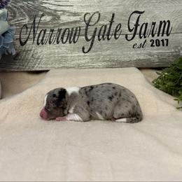 Girl 1 - White and blue merle female Border Collie puppy in Moody, Texas from Narrow Gate Farm