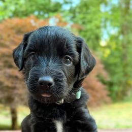 Taco - Black and white male Aussiedoodle puppy in Mulino, Oregon from Korbella Farm