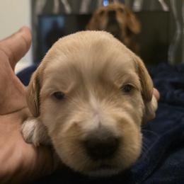 Frankie Gray - Cream male Labradoodle puppy in Commerce City, Colorado from Playful Paws Labradoodles