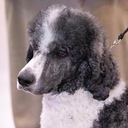 Titan - Poodle