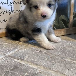 Australian Shepherd Puppies from Blue Creek Farm