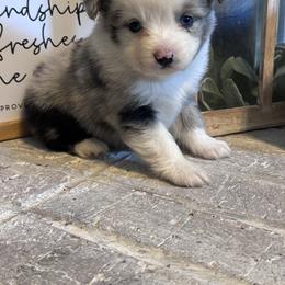 Australian Shepherd Puppies from Blue Creek Farm