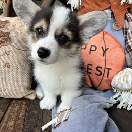 Red headed tri boy with full tail - Black and tan male Pembroke Welsh Corgi puppy in Coeur D’alene, Idaho from Alder Creek Corgis