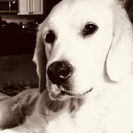 Golden Retriever Puppies from Crowders Creek Goldens