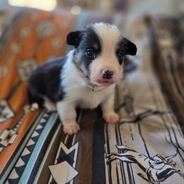 Yellow collar - Black and tan male Pembroke Welsh Corgi puppy in Fallon, Nevada from Fuzzy Butt Corgies