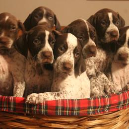 German Shorthaired Pointer Puppies from Bishop Kennels