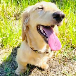 Dachshunds from Running with Danes LLC