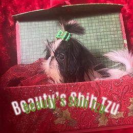 Teeny Tiny Jack - Black and white male Shih Tzu puppy in Lawrenceville, Georgia from Beauty's Shih Tzu (Georgia)