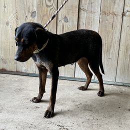 Catahoula Leopard Dog All Grown Up from Lazy 44 Catahoulas