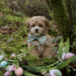 Hermes - Apricot male Maltipoo puppy in Deming, Washington from Heavenly Puppies to Love