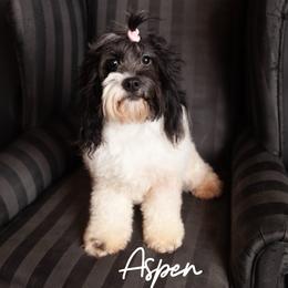Aspen - Cockapoo