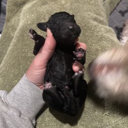 Bernedoodle and Poodle Puppies from Brossier Bernedoodles