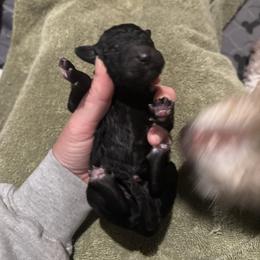 Bernedoodle and Poodle Puppies from Brossier Bernedoodles