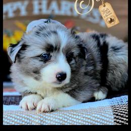 Sophie - Price 1975 - Blue merle female Miniature Australian Shepherd puppy in Ennis, Texas from God’s Little Aussies