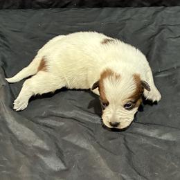 L65-05 - Red speckled male Australian Cattle Dog puppy in Sheridan, Oregon from 6pk Cattledogs