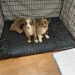 Australian Shepherd Puppies from Shaina’s Shepherds