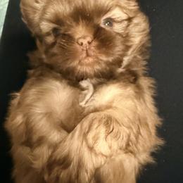 Shih Tzu Puppies from Wood Foo Breeders